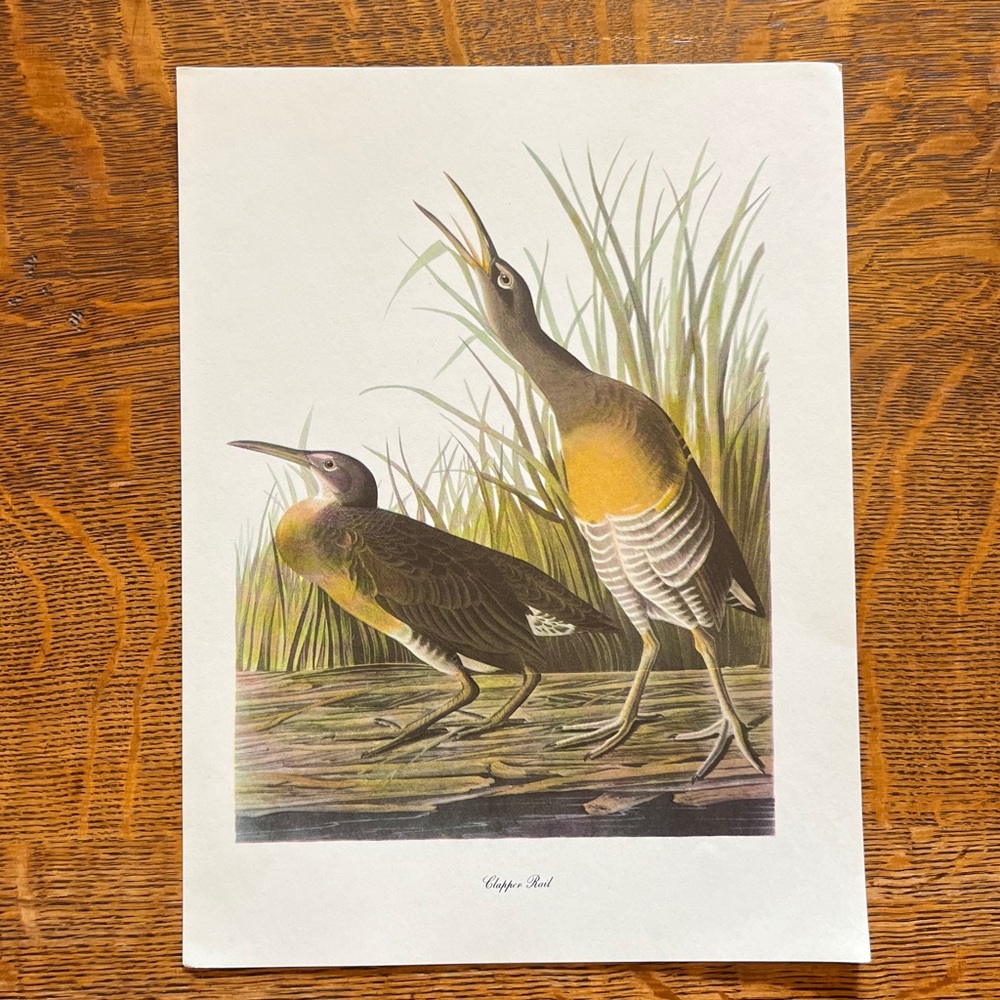 Vintage Audubon Birds of America Lithograph Print, Clapper Rail